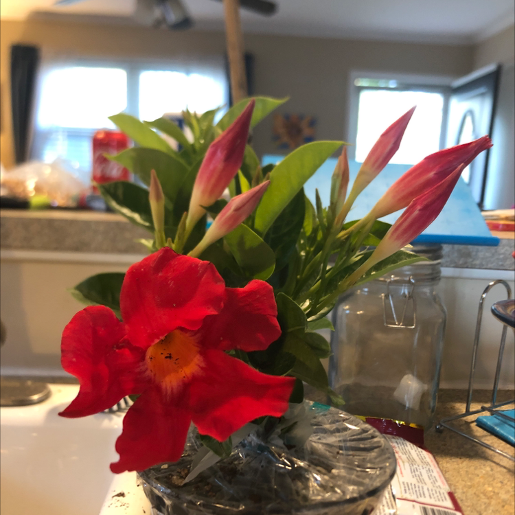 Brazilian Jasmine plant with red flowers and green leaves on a kitchen counter.