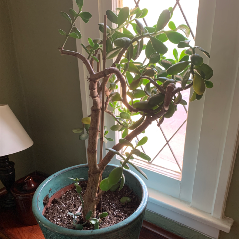 Lucky Plant plant photo by @Sham named Athena on Greg, the plant care app.