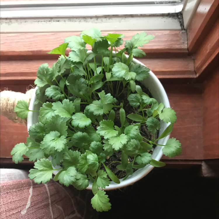 Healthy coriander plant in a white pot near a window.