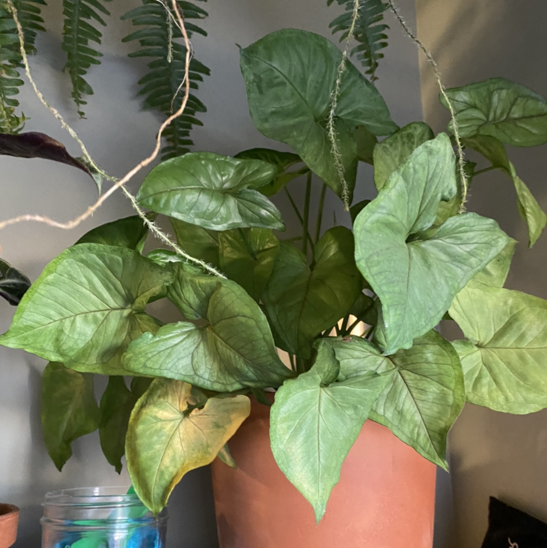Syngonium 'White Butterfly' plant in a terracotta pot with some minor yellowing on leaves.