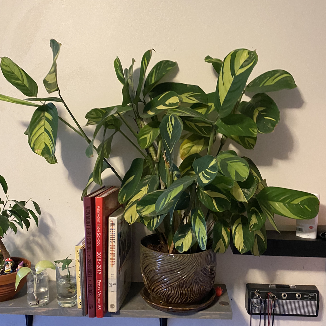 Golden Mosaic Plant in a decorative pot on a shelf with variegated green and yellow leaves.