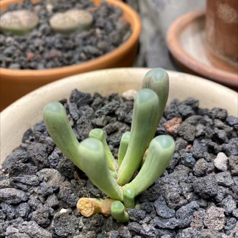 Baby Toes plant (Fenestraria rhopalophylla) in a pot with rocky soil, well-framed and in focus.