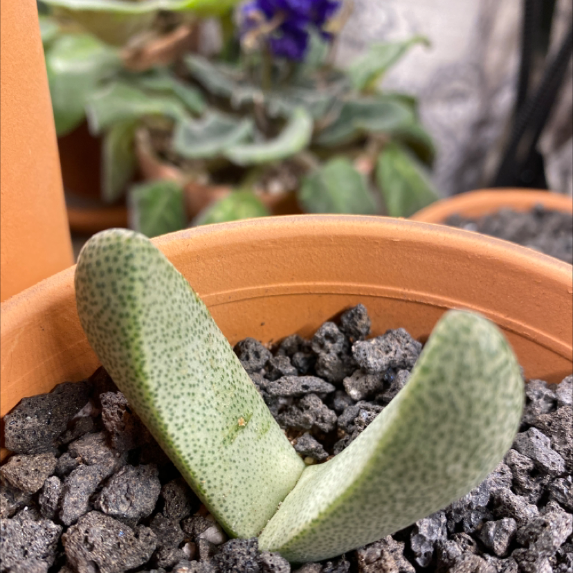 Photo of the plant species Liver Plant by Sonya named Your plant on Greg, the plant care app