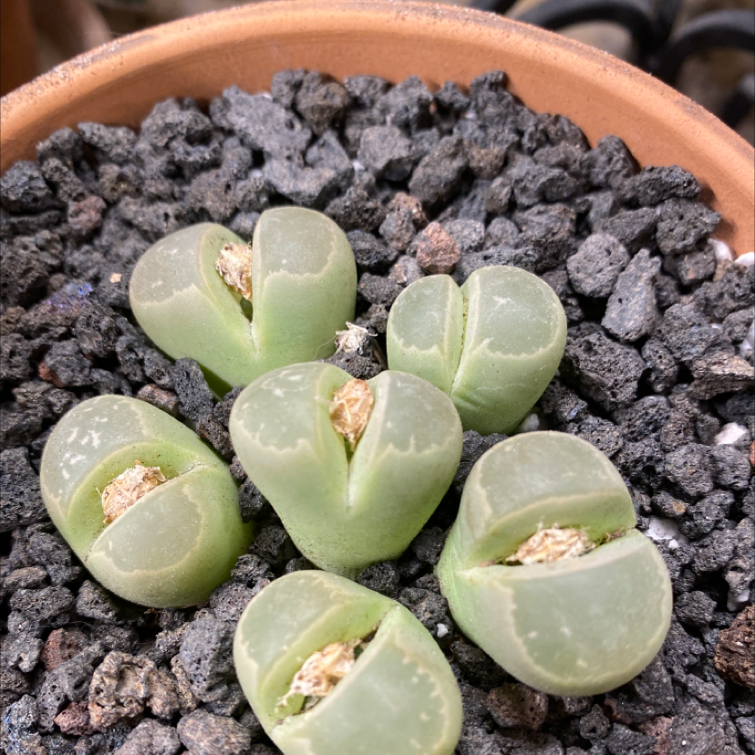 Cluster of Lithops bromfieldii plants in a pot with rocky soil.