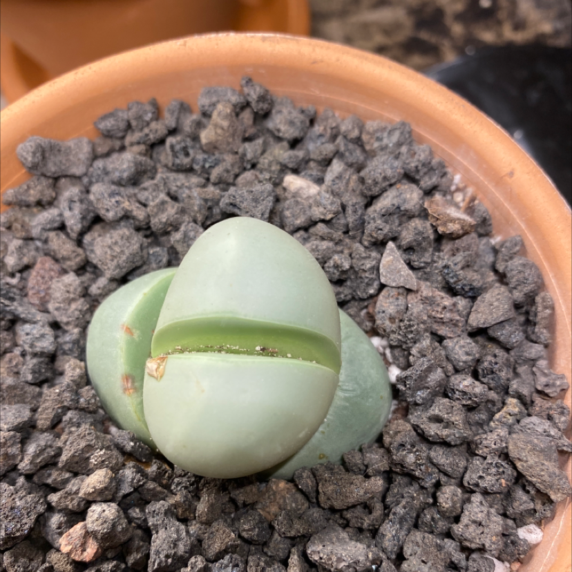 Plant care for Francis' Ice Plant on Greg, the plant care app