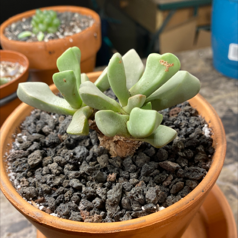 Photo of the plant species Bijlia dilatata by Sonya named Nithin on Greg, the plant care app