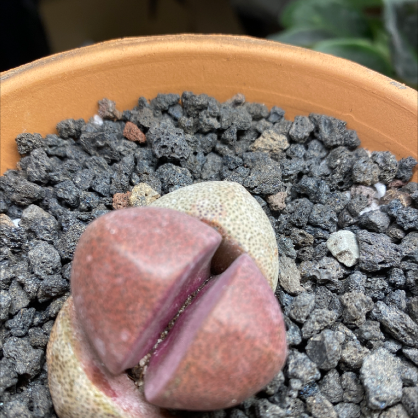 Split Rock plant (Pleiospilos nelii) in a pot with rocky soil, well-framed and focused.