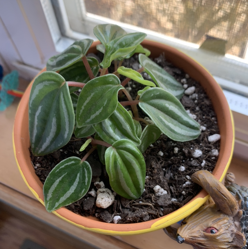 Peperomia Caperata plant photo by Marissa named Keanu Leaves on Greg, the plant care app.
