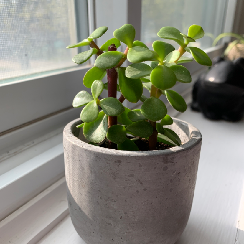 Porkbush plant photo by Eve named Ophelia on Greg, the plant care app.