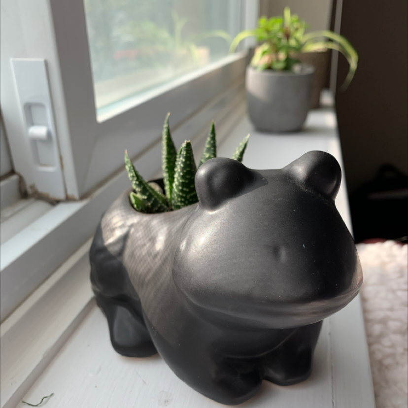 Zebra Plant plant photo by Eve named Spike Man on Greg, the plant care app.