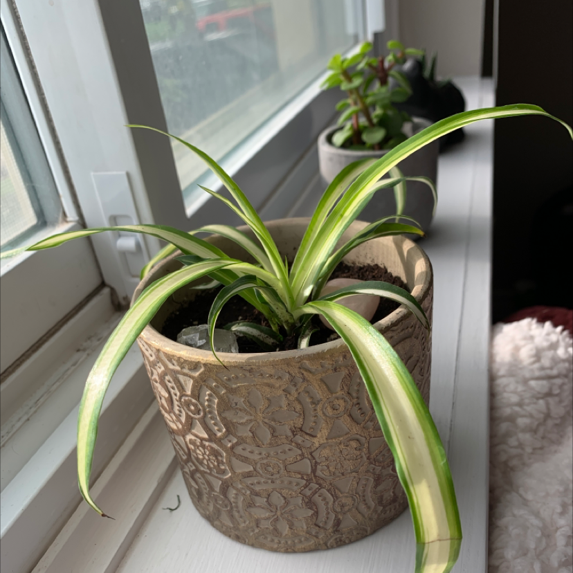 Spider Plant plant photo by Eve named Alfred on Greg, the plant care app.