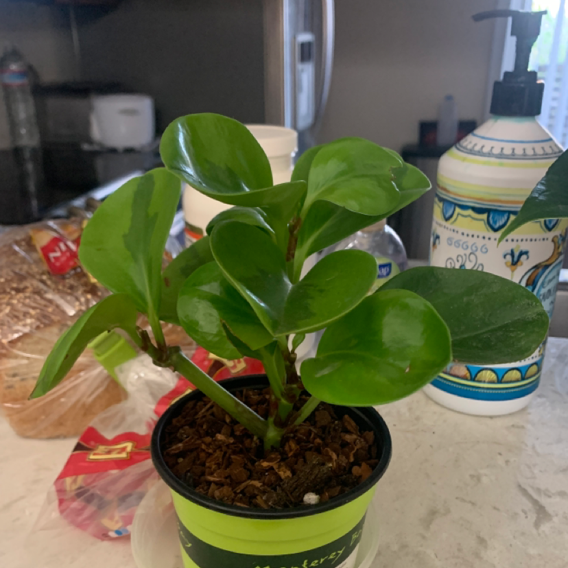 Baby Rubber Plant plant photo by @karolyn named codes <3 on Greg, the plant care app.
