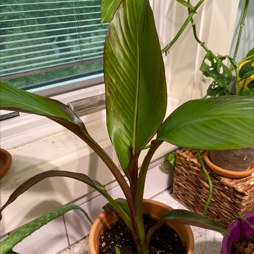 Photo of the plant species Red Banana by @Yallli named Gwen on Greg, the plant care app