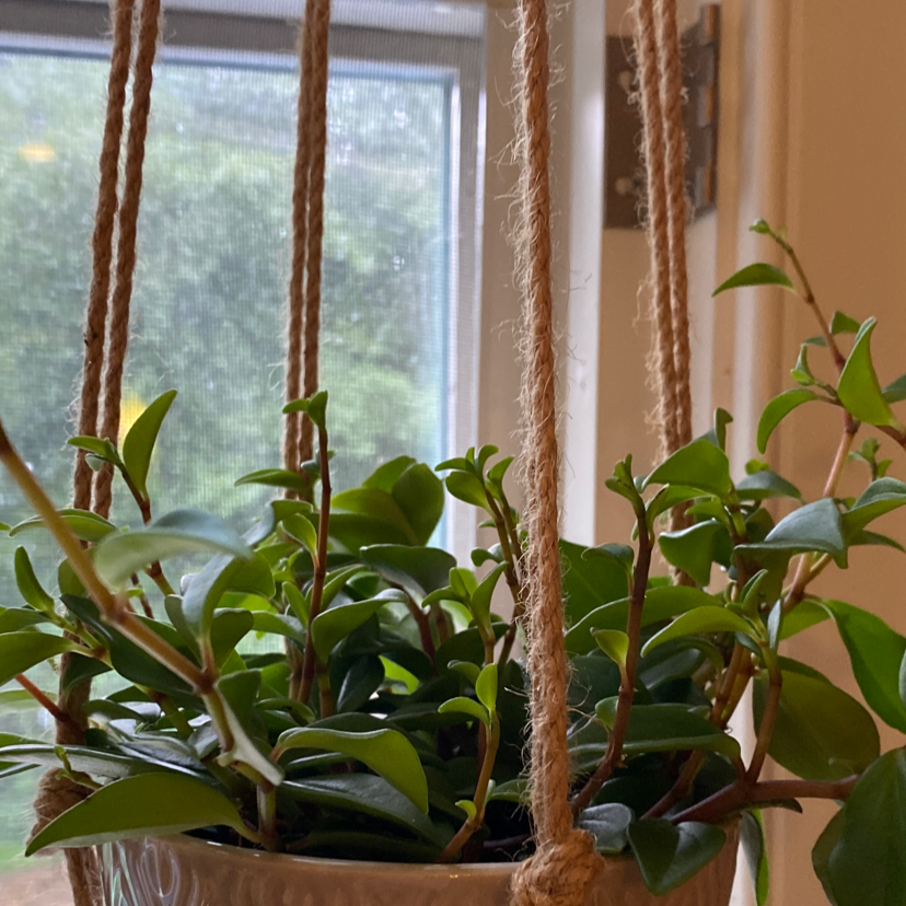 Radiator Plant in a hanging pot with vibrant green leaves.