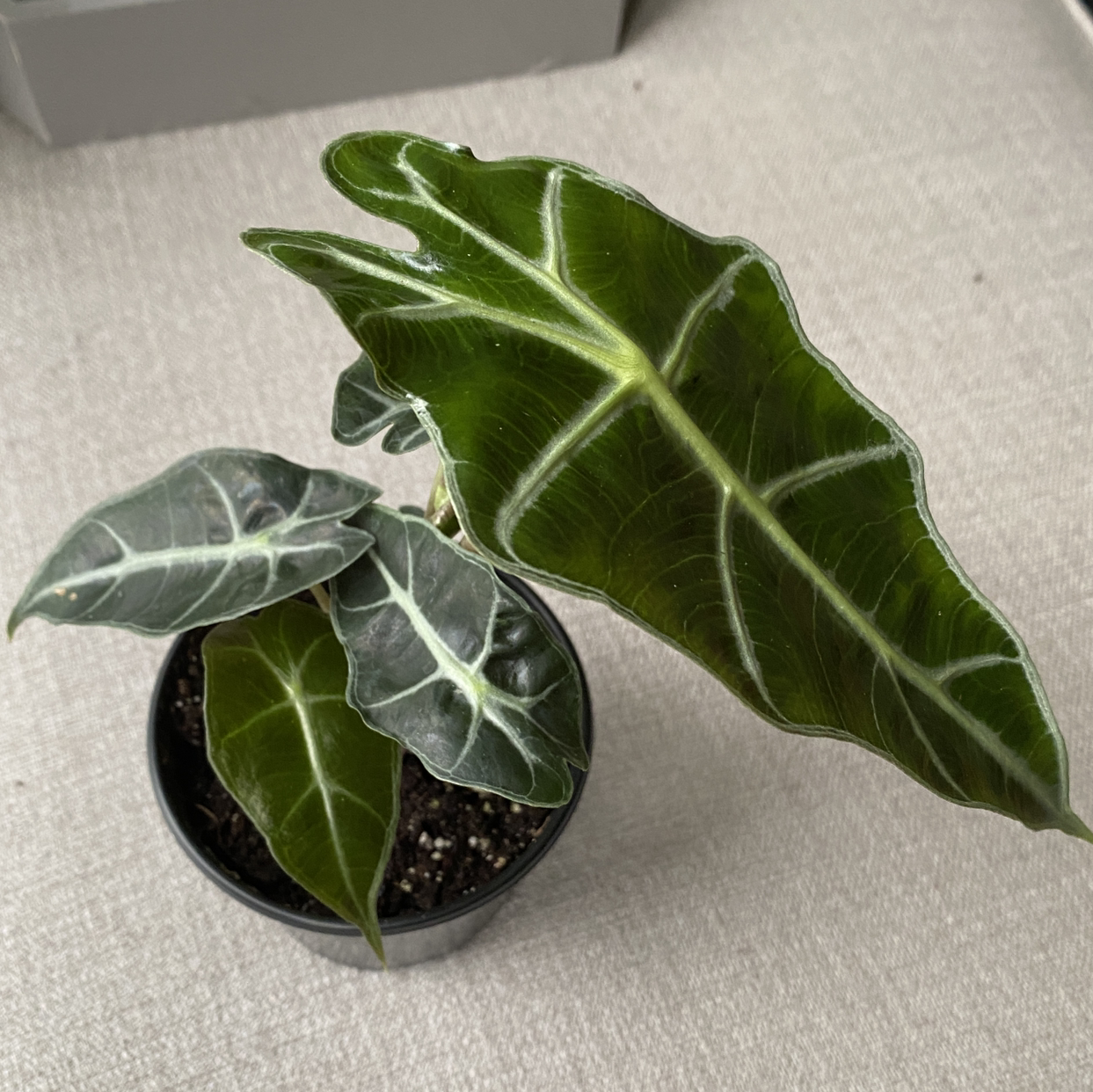 Alocasia Polly plant with dark green leaves and white veins in a pot.