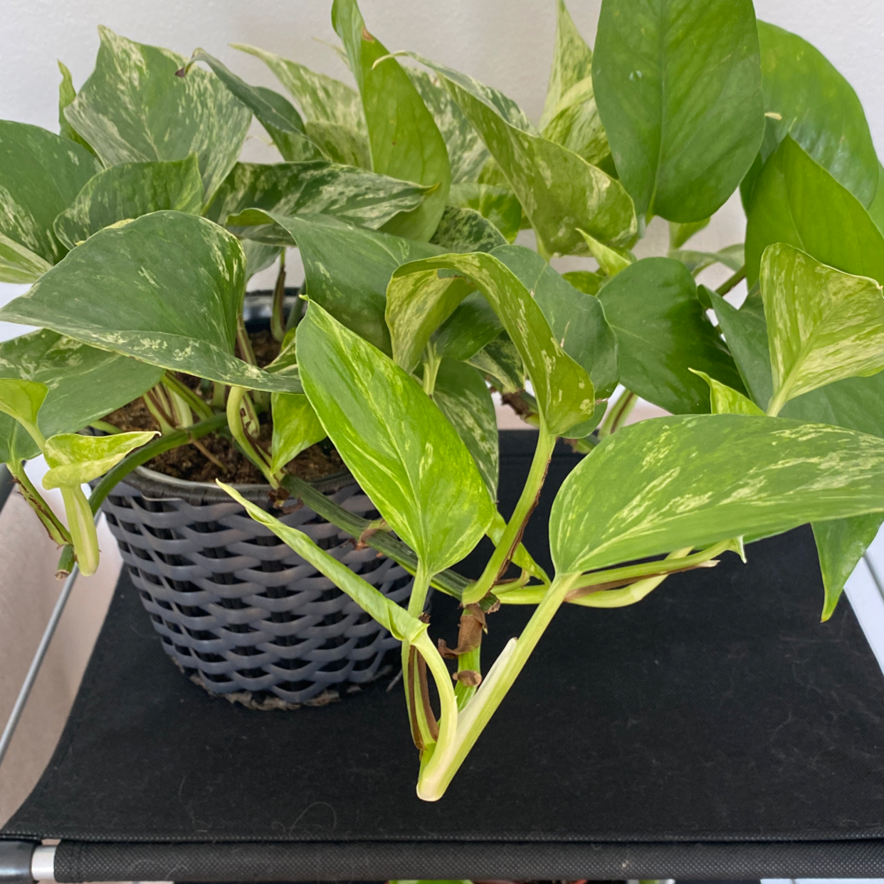 Jade Pothos plant photo by @Kayla named Marble pothos on Greg, the plant care app.