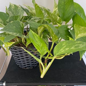 Jade Pothos plant photo by Kayla named Marble pothos on Greg, the plant care app.