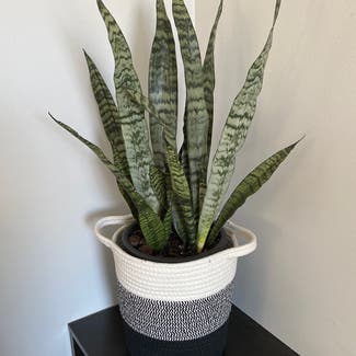 Snake Plant plant in Winchester, Ontario