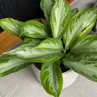 Chinese Evergreen plant in Winchester, Ontario