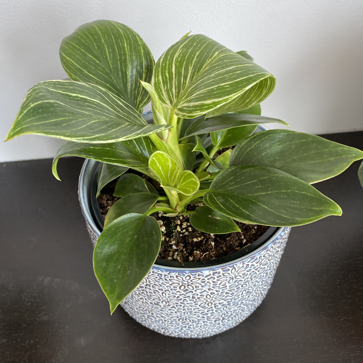 Healthy Philodendron Birkin plant in a decorative pot with vibrant variegated leaves.