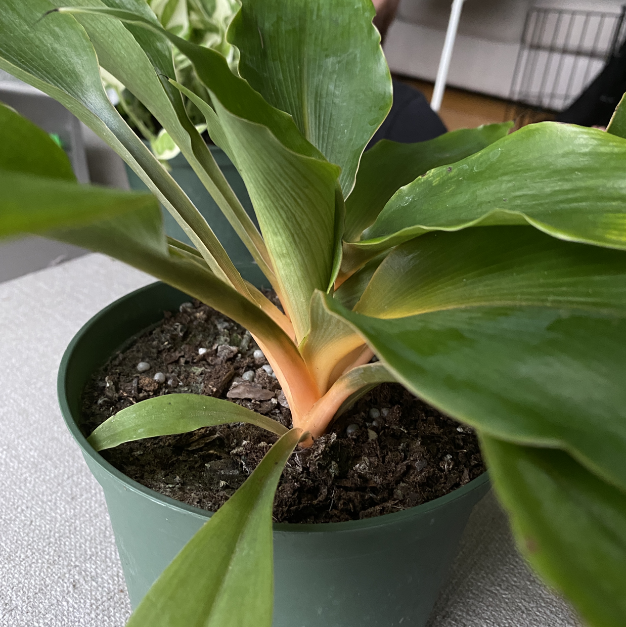 Photo of the plant species Green Orange Spider Plant by @Kayla named Your plant on Greg, the plant care app