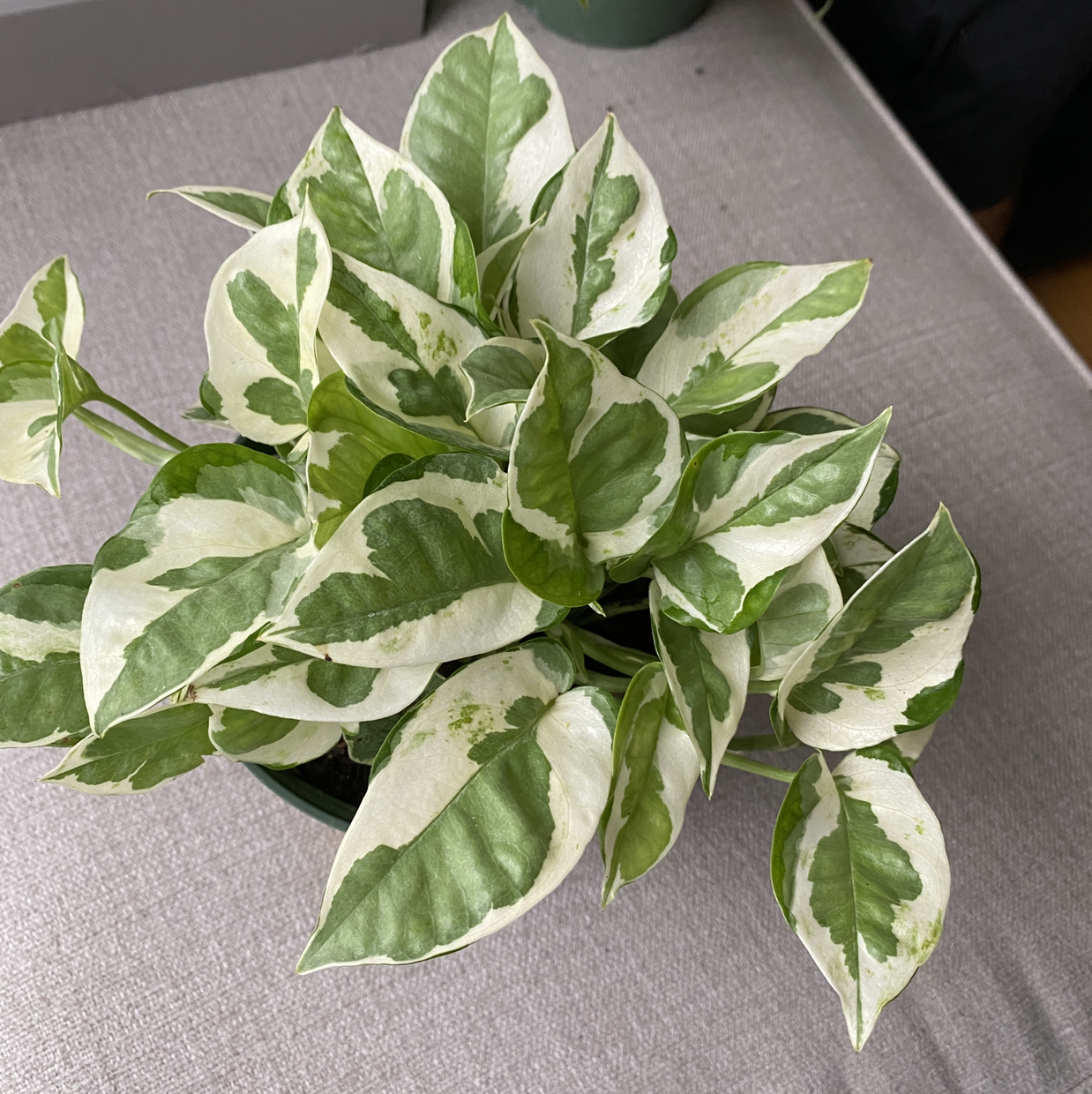 Pearls and Jade Pothos plant with variegated green and white leaves, healthy appearance.