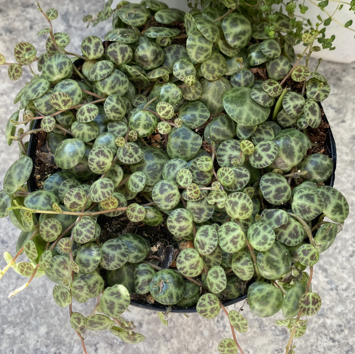 Healthy String of Turtles plant with vibrant, patterned leaves in a pot.