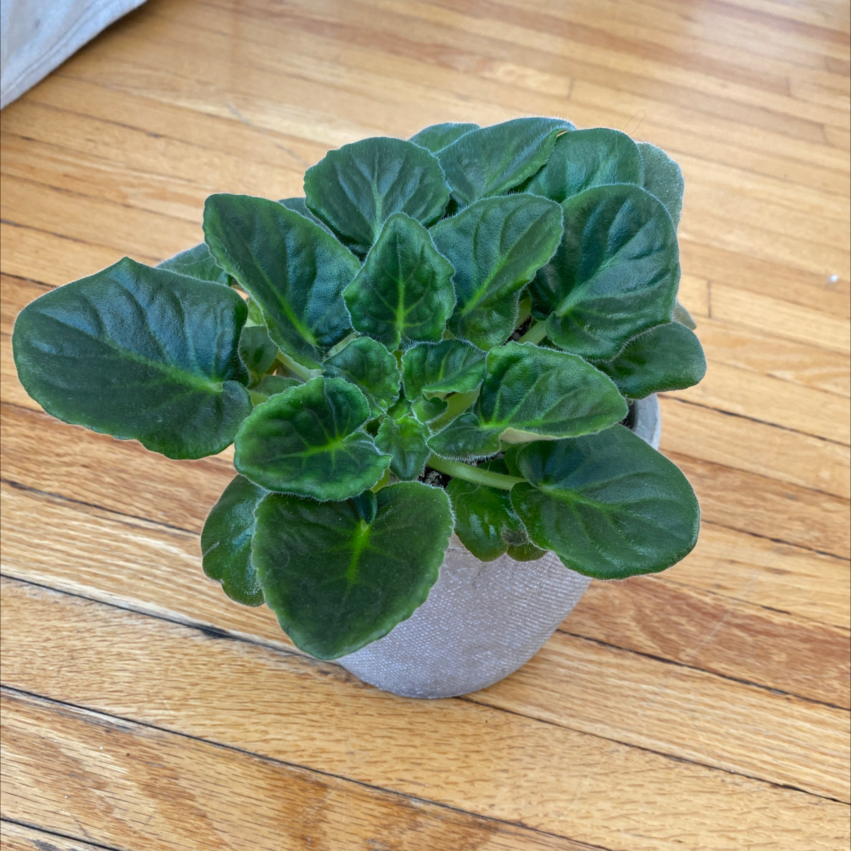 A healthy African Violet plant in a pot with green leaves on a wooden floor.