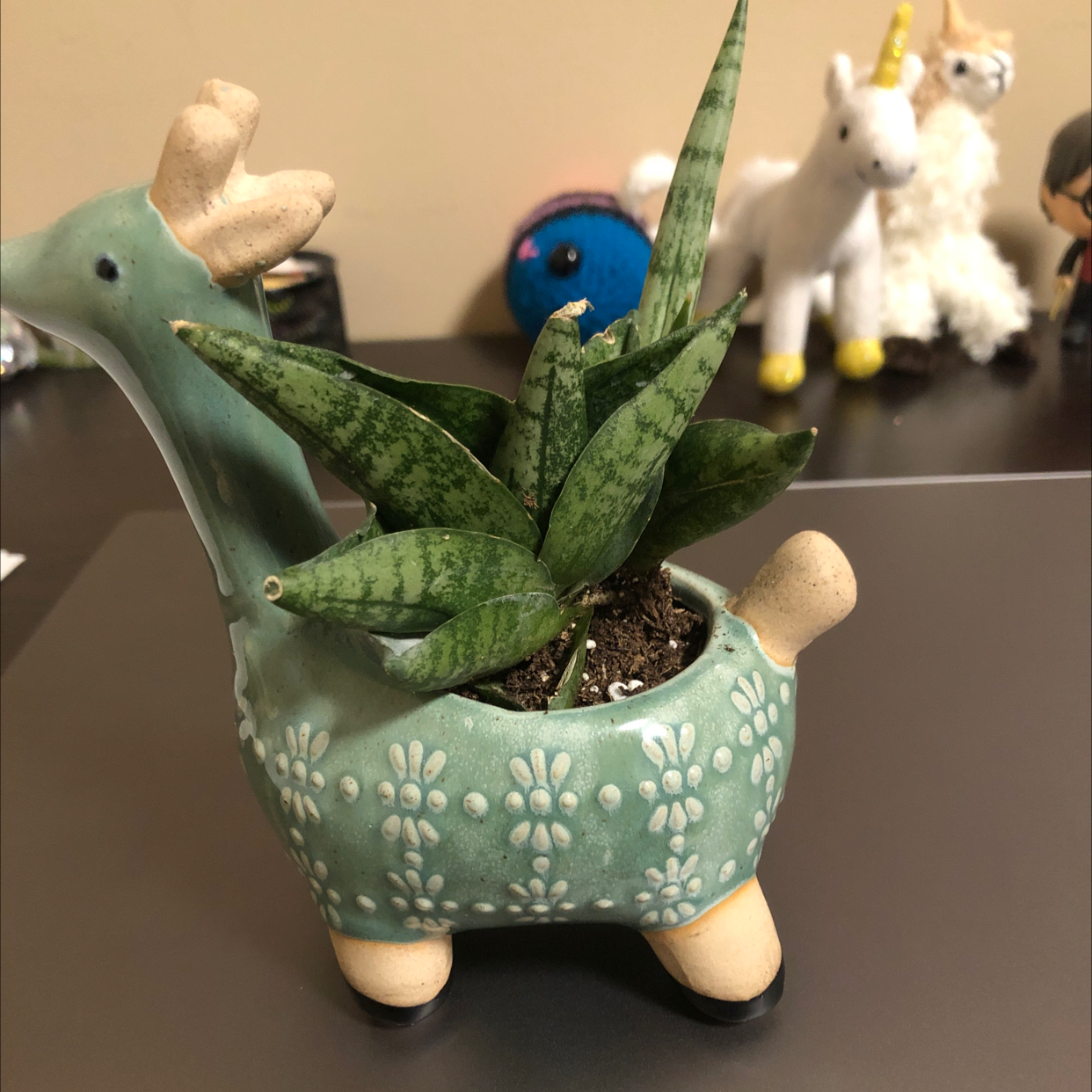 Snake Plant plant photo by @caro-osenga named George on Greg, the plant care app.