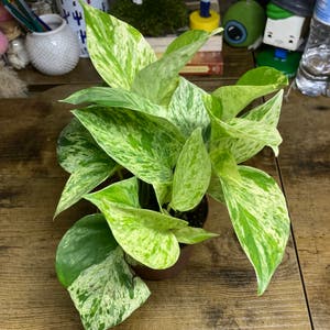 Marble Queen Pothos plant photo by @that_loser_xd named Cosmo on Greg, the plant care app.