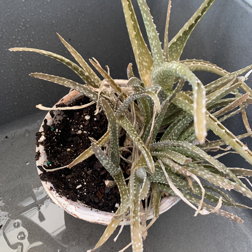 Aloe vera plant photo by @skybears named Ally on Greg, the plant care app.