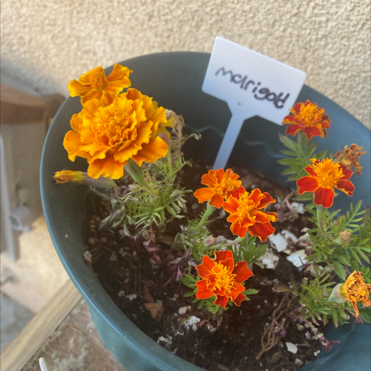 Potted African Marigold with vibrant and wilting flowers, visible soil, and a label.