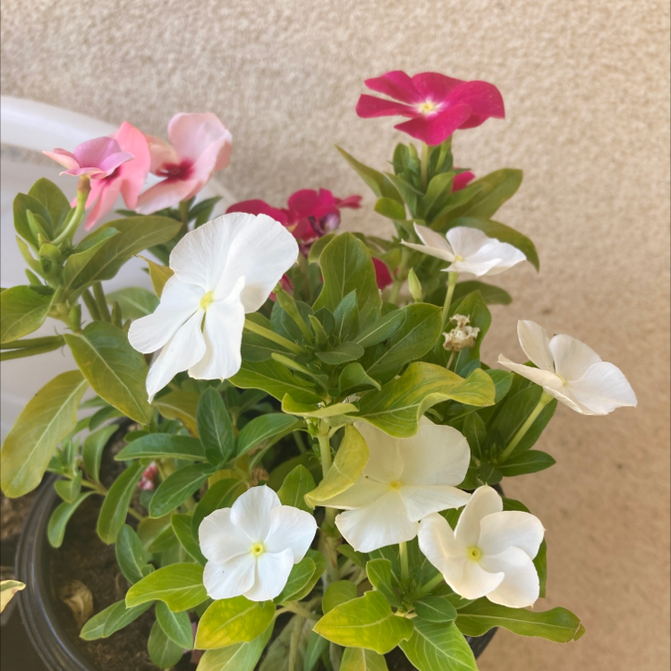 Bright Eyes plant with vibrant green leaves and white, pink, and red flowers.