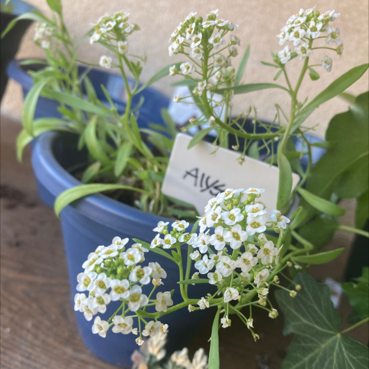 Several small potted Sweet Alyssum plants with clusters of tiny white flowers blooming profusely, indicating healthy specimens.