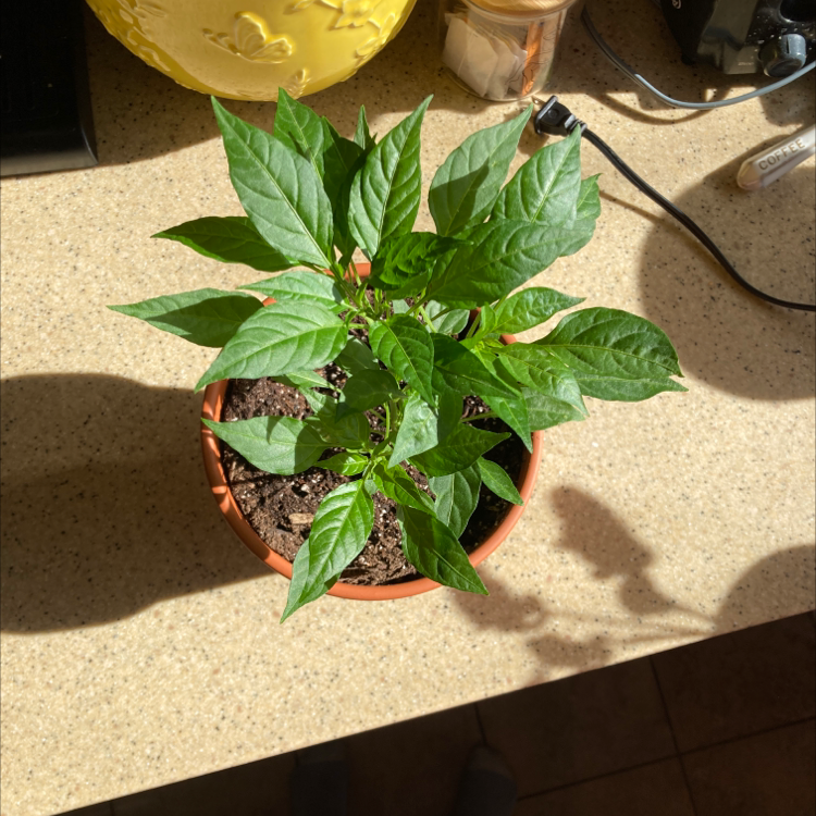 Healthy Ornamental Pepper plant in a small pot with green leaves.