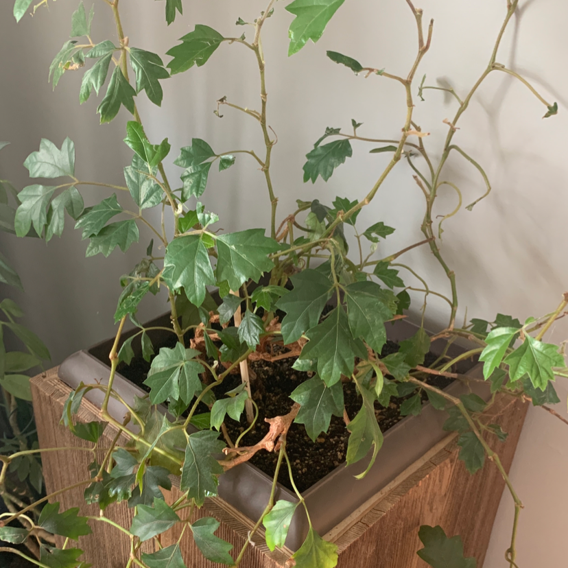 Healthy grape ivy plant with lush green foliage growing in a small brown plastic pot, soil visible.