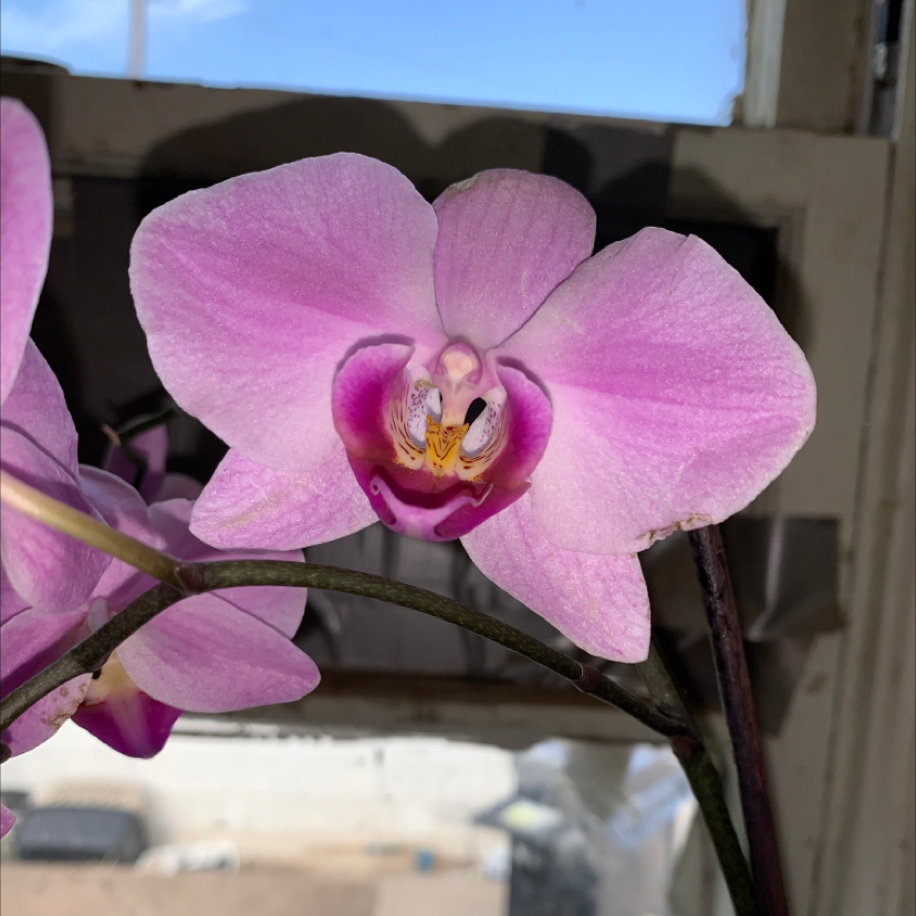 Close-up of a healthy Noble Dendrobium orchid flower with vibrant pink and white petals.
