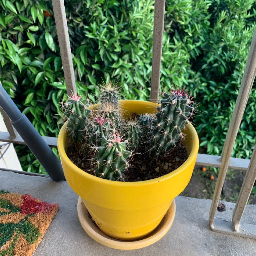 Photo of the plant species Argentine Saguaro by @plantm0m__ named Adams Family on Greg, the plant care app