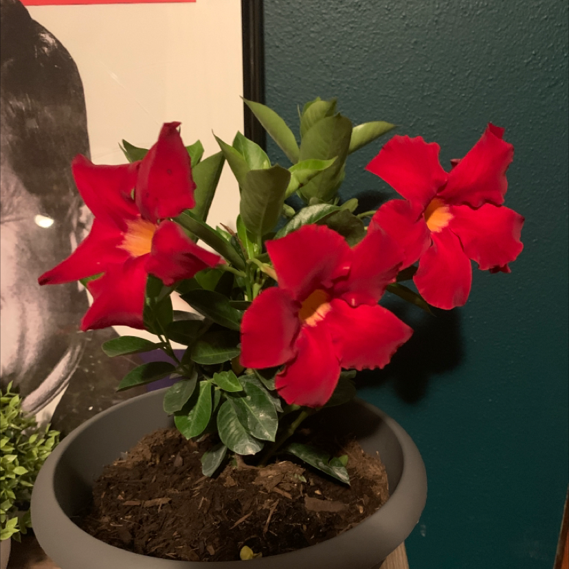 Brazilian Jasmine plant with vibrant red flowers in a pot, soil visible.