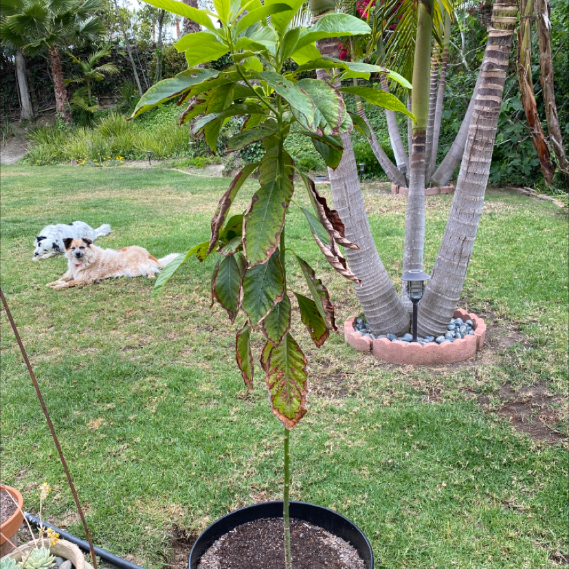 Young avocado tree in a garden showing some leaf yellowing, with a small dog lying nearby in the grass.