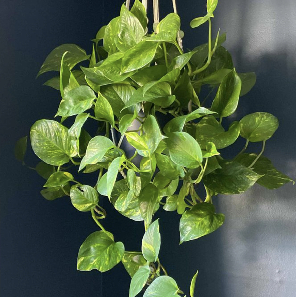 Taro Vine plant photo by @MelinaRoxanne named Lara Croft on Greg, the plant care app.