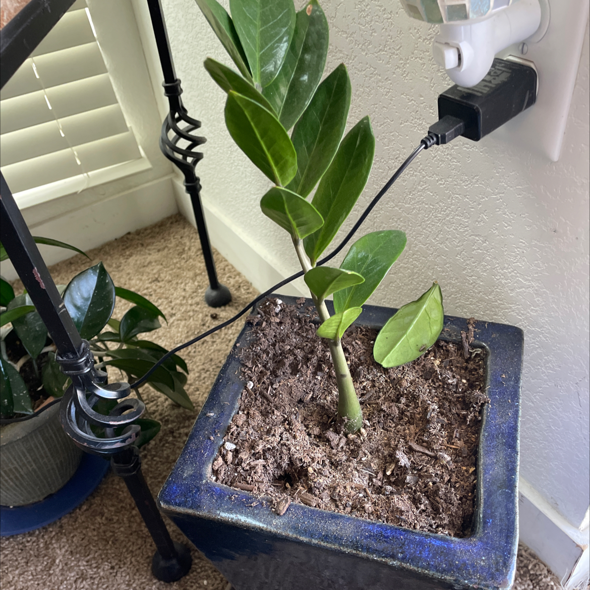 Ficus ginseng bonsai plant with gnarled trunk in blue pot, being watered. Healthy with slight leaf yellowing.