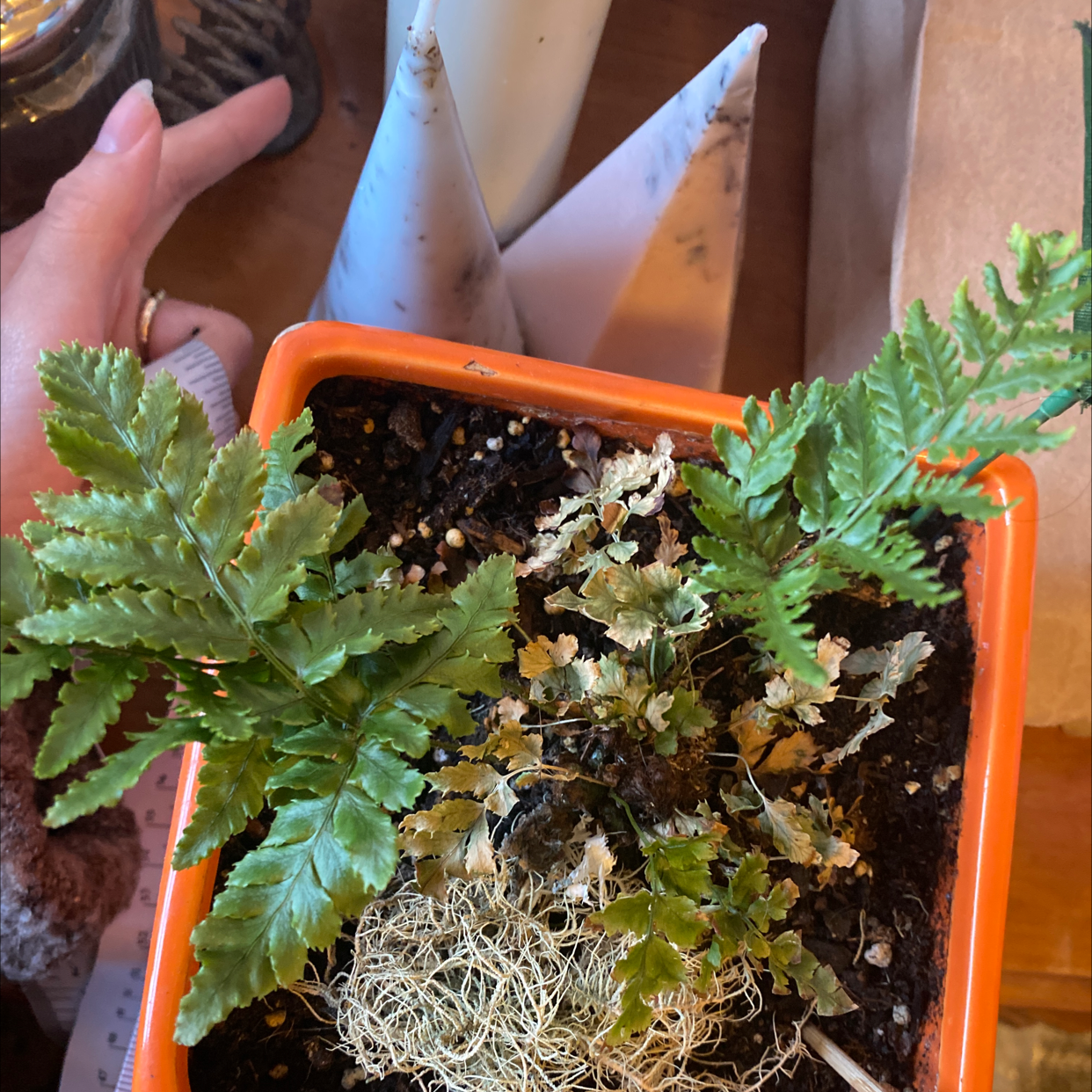 Leatherleaf Fern in an orange pot with some yellowing and browning fronds, visible soil, and a hand in the background.