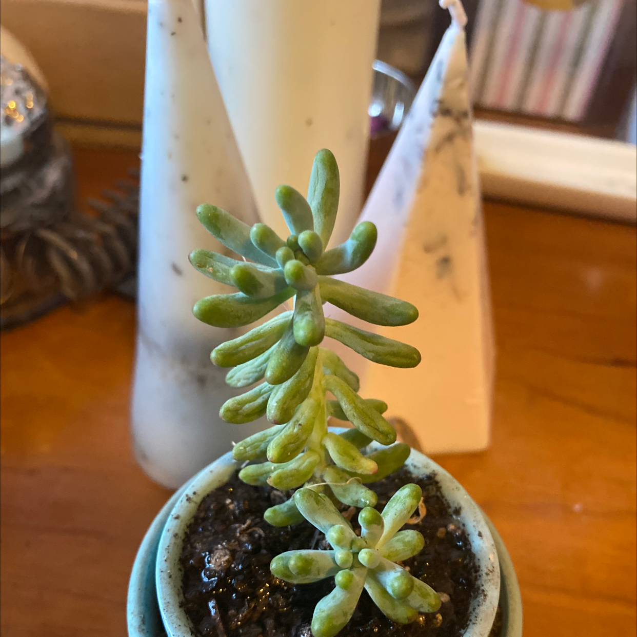 Jelly Bean Plant plant photo by @fairygarden333 named Timothy 🥺 on Greg, the plant care app.
