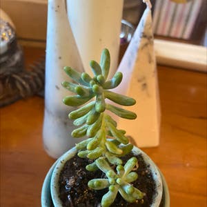 Jelly Bean Plant plant photo by @Onedayfairygarden named Timothy 🥺 on Greg, the plant care app.