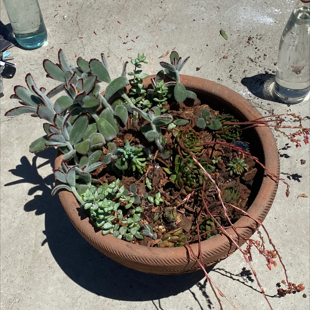 Potted Sand Rose plant with multiple succulents, soil visible, well-framed.