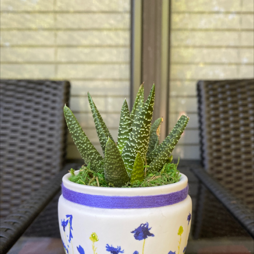 Short-Leaved Aloe plant in a decorative pot with patio furniture in the background.