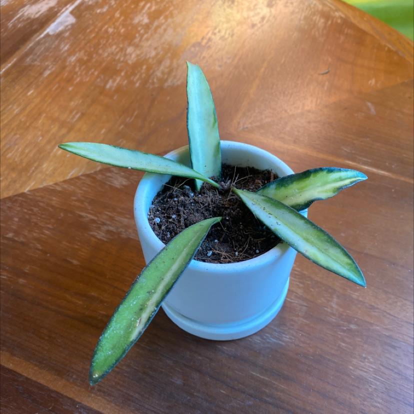 Variegated Hoya wayetii plant in a small white pot with visible soil.