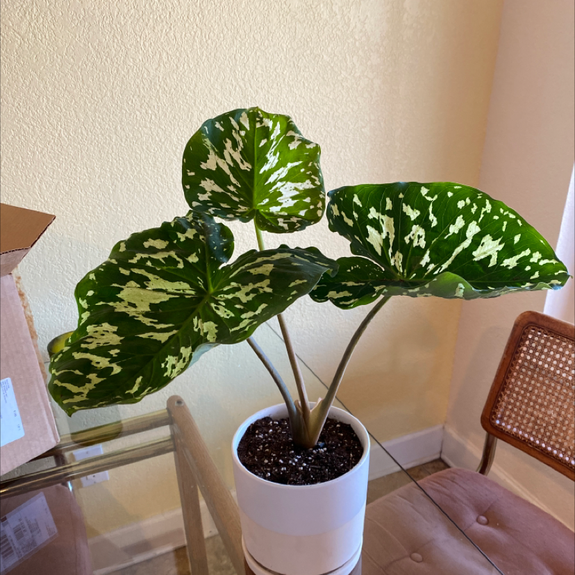 Caladium Hilo Beauty plant with variegated leaves in a white pot on a table.