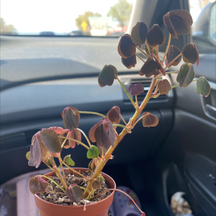 Potted Creeping Woodsorrel plant with discolored leaves in a car.